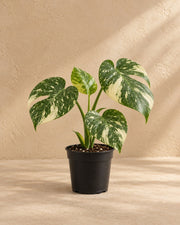 Gatenplant (Monstera deliciosa 'Thai Constellation')