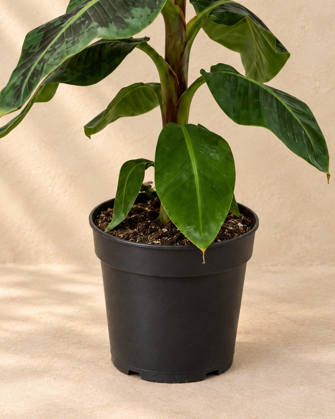 Onderste deel van de Musa (Musa sp.) met de kweekpot