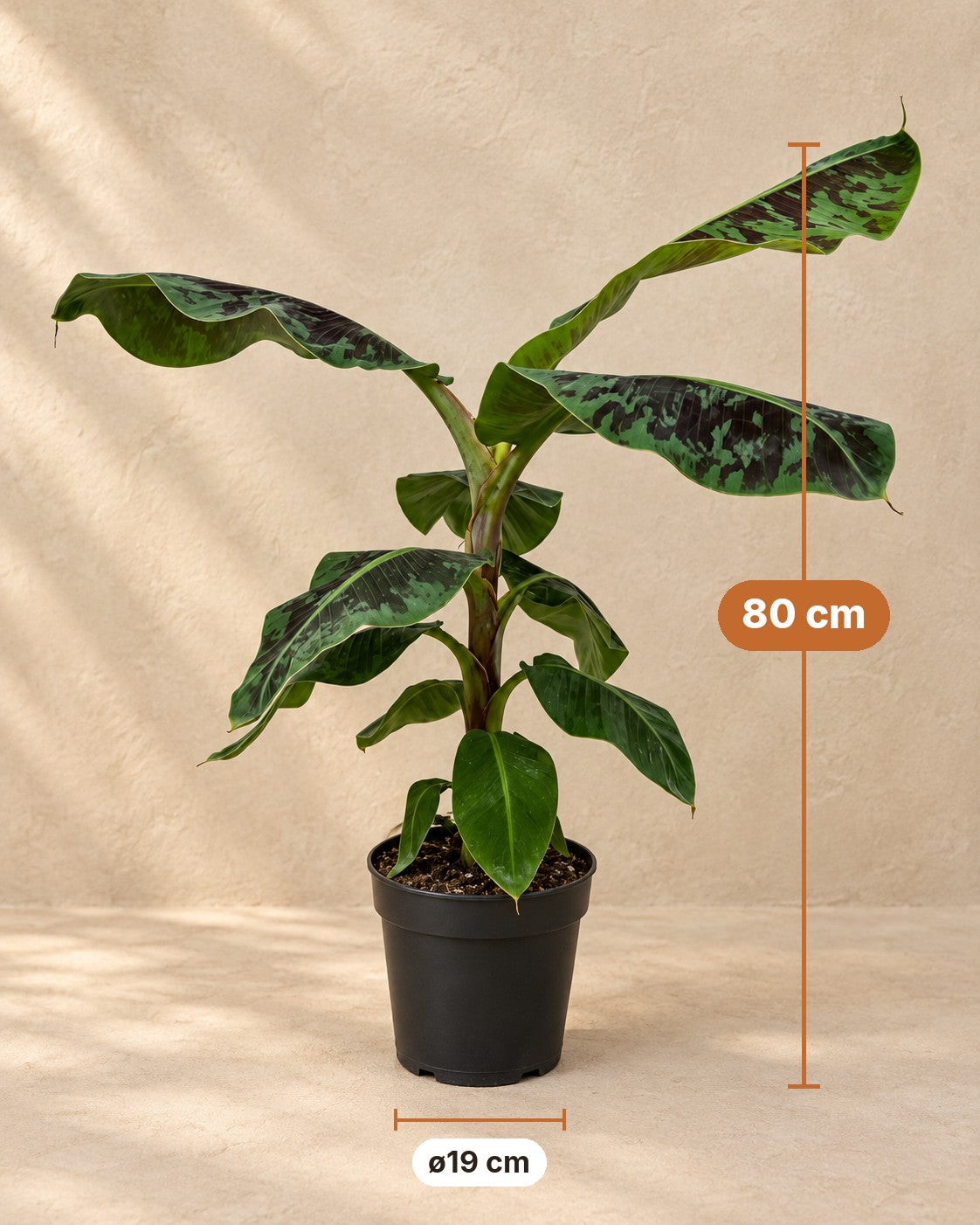 Afmetingen Musa: 80 cm hoog, pot ø19 cm