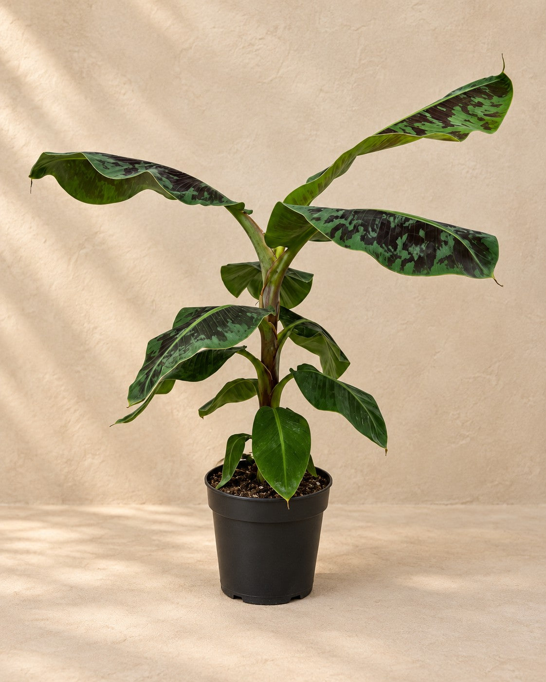 Musa (Musa sp.) van 80 cm hoog in kweekpot van 19 cm