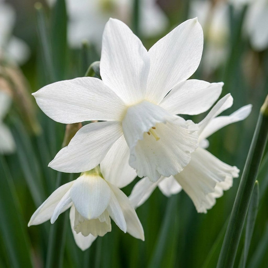 Daffodil Bulbs Botanical White Mix in flower