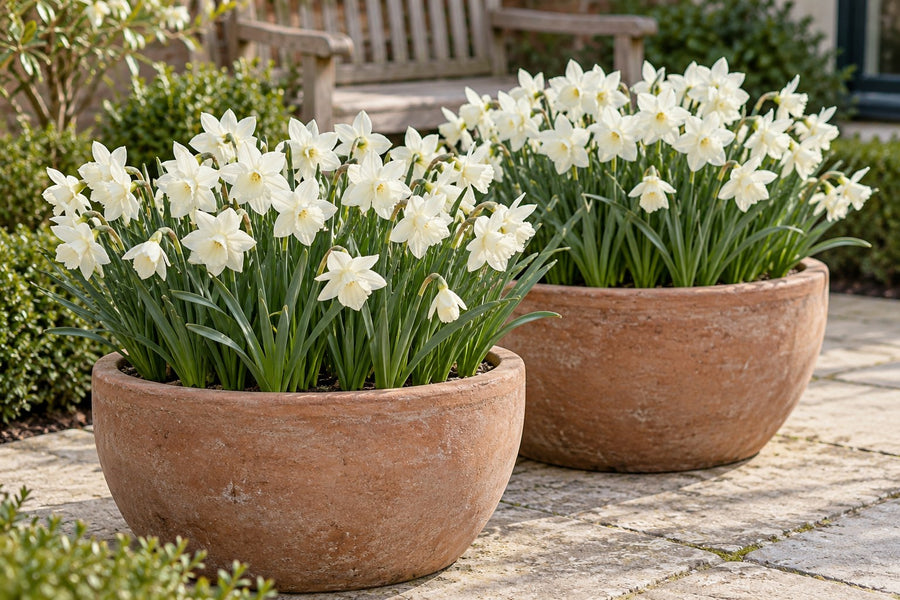 Bulbos de narciso mix botánico blanco (Narcissus)