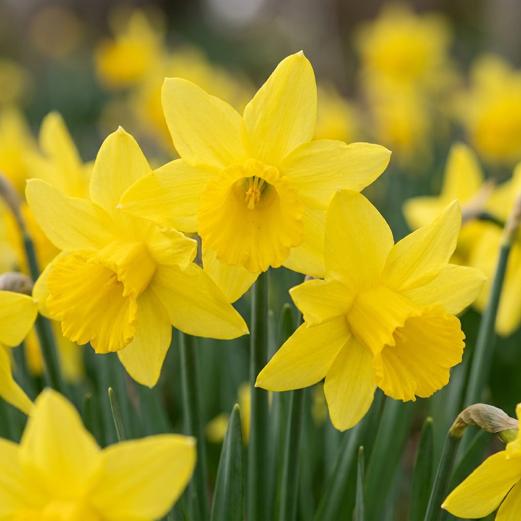 Daffodil bulbs February Gold in flower