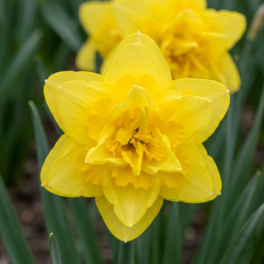Daffodil bulbs Golden Ducat in flower