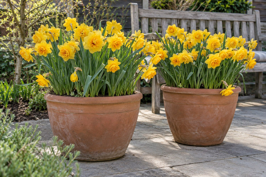 Narcisbollen Golden Ducat (Narcissus)