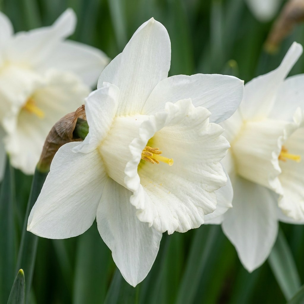 Daffodil bulbs Mount Hood in flower