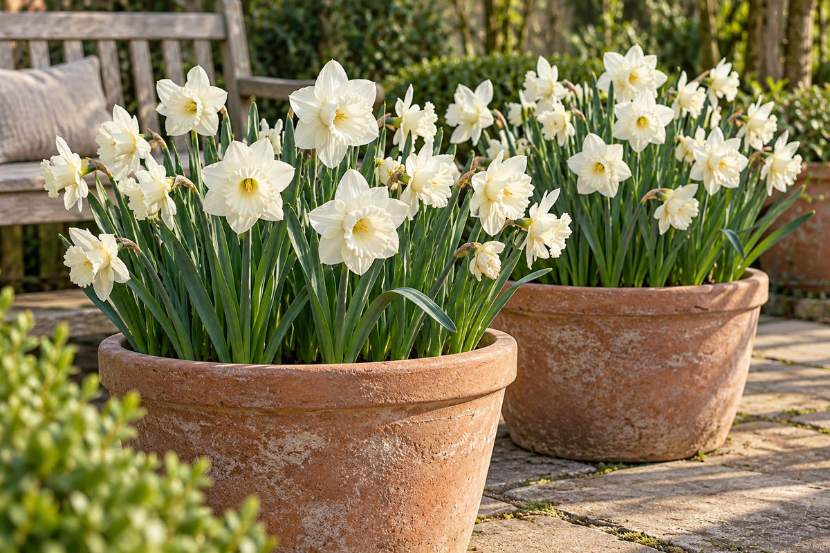 Daffodil bulbs Mount Hood in flower in pots on a patio