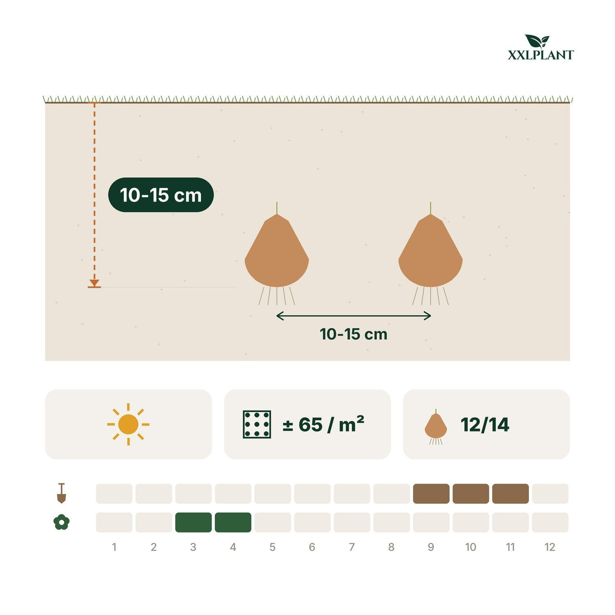 Planting card Daffodil Bulbs Recurvus: 10-15 cm deep, 10-15 cm apart