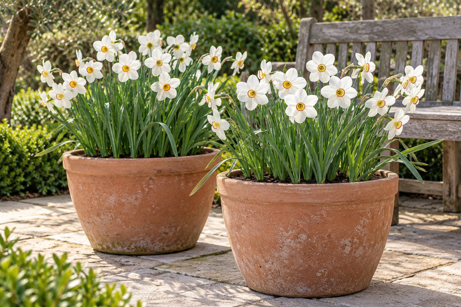 Bulbi di narciso Recurvus (Narcissus)