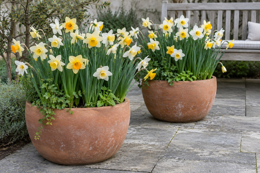 Cebulki narcyzów Replete (Narcissus)
