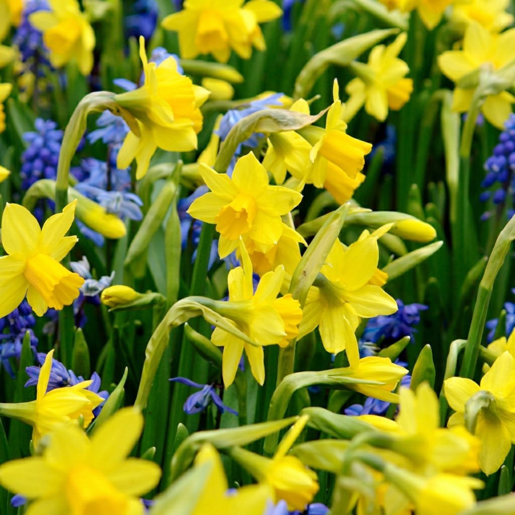 Daffodil bulbs Tête-à-Tête in flower