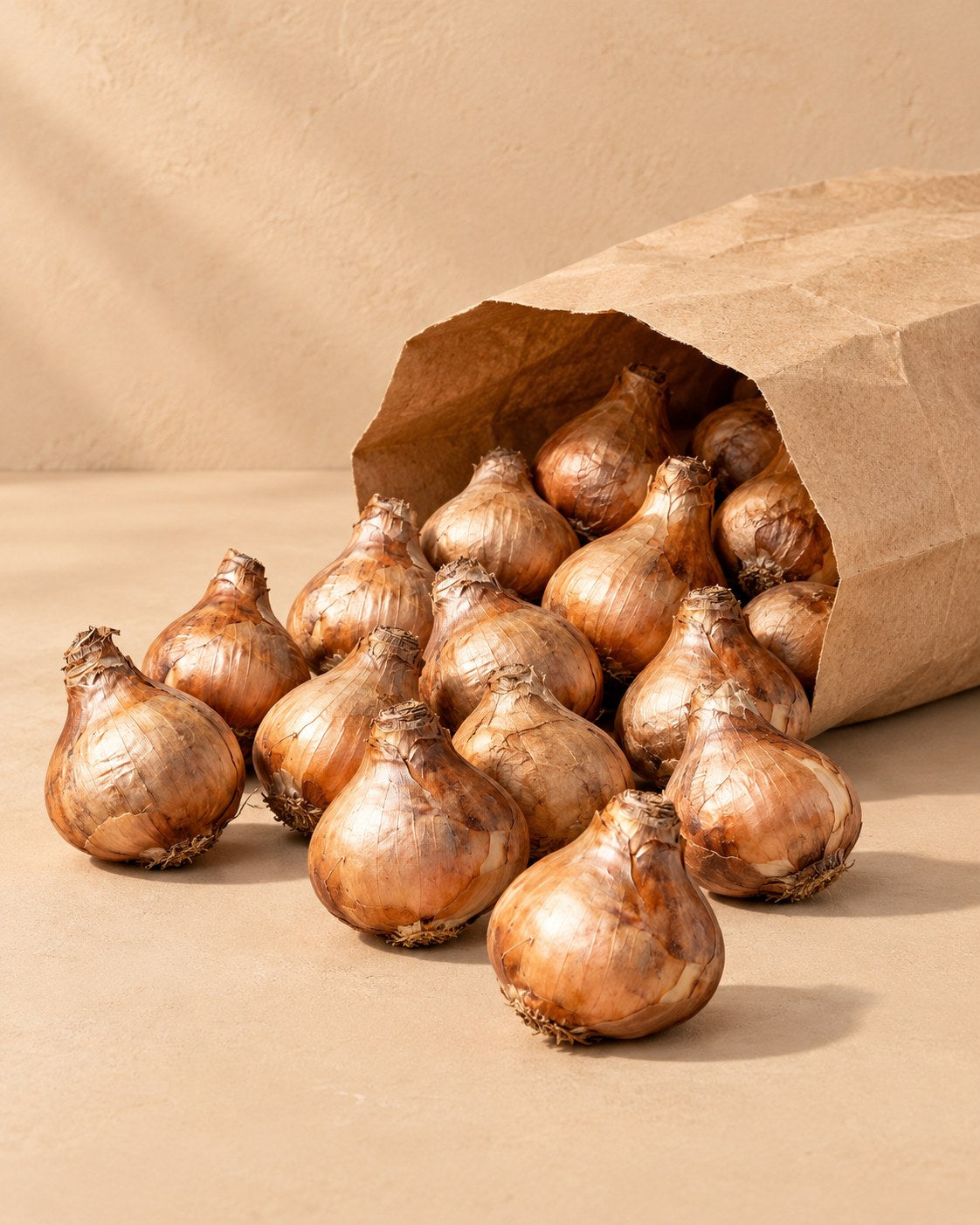 Bulbes de Bulbes de narcisses Tête-à-Tête