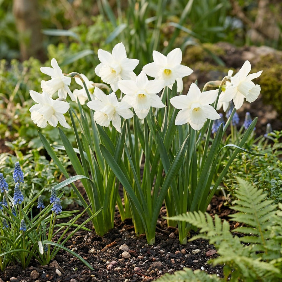 Daffodil bulbs Thalia (Narcissus)