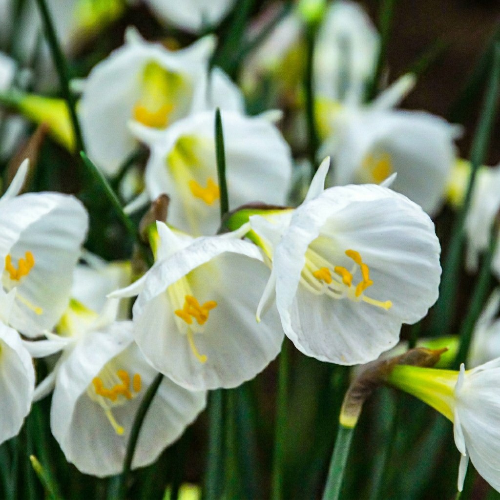 Narcis White Petticoat in bloei
