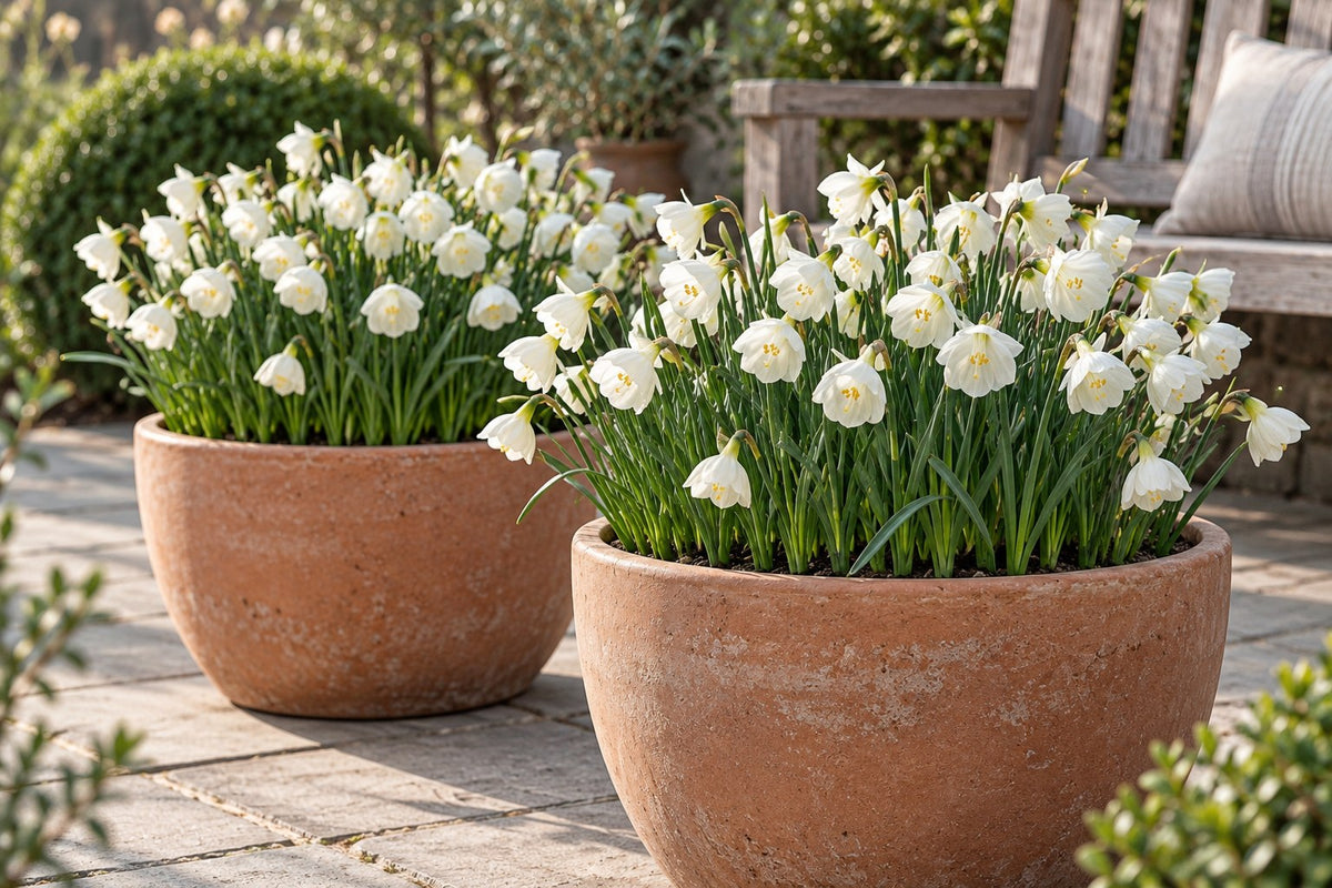 Narcis White Petticoat in bloei in potten op een terras