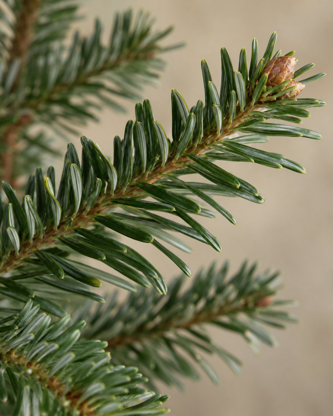 Naalden van de Nordmann kerstboom