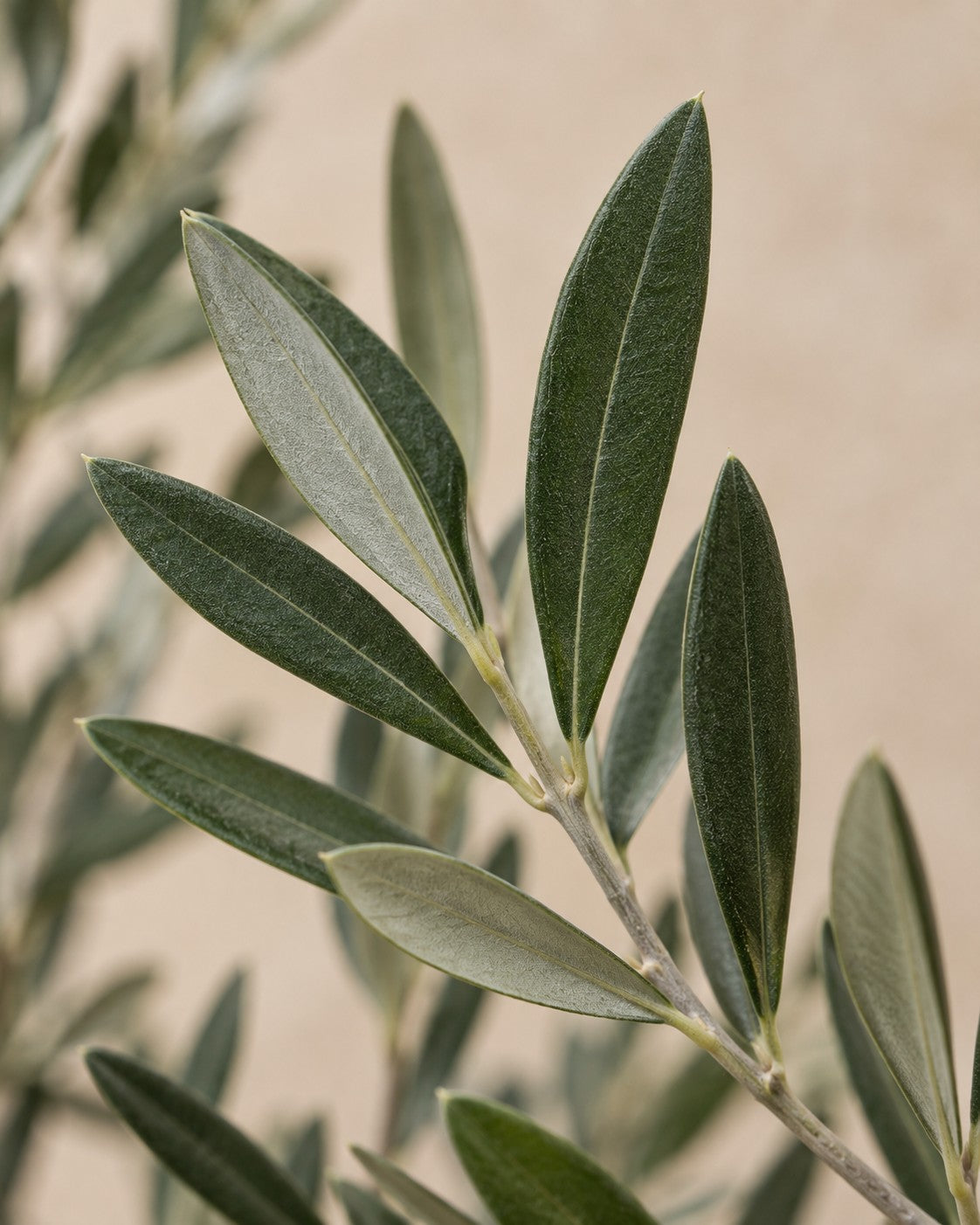Primer plano de las hojas de Olea europaea