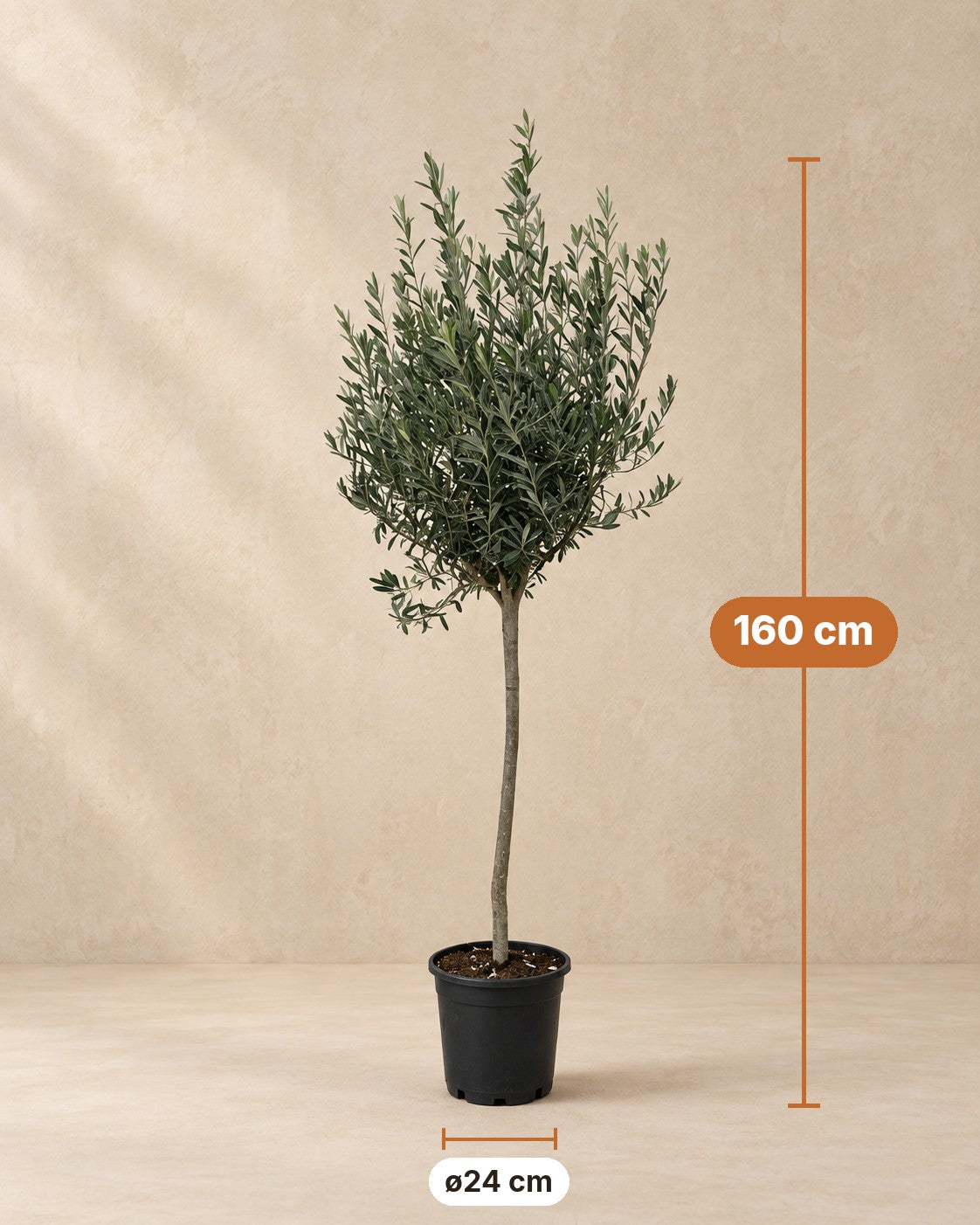 Medidas de Olea europaea: 160 cm de altura, maceta ø24 cm