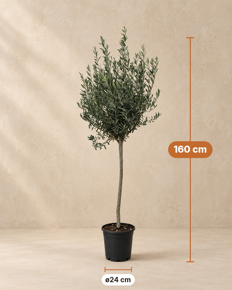 Olea europaea (olive tree) on a stem 160 cm tall, pot ø24 cm