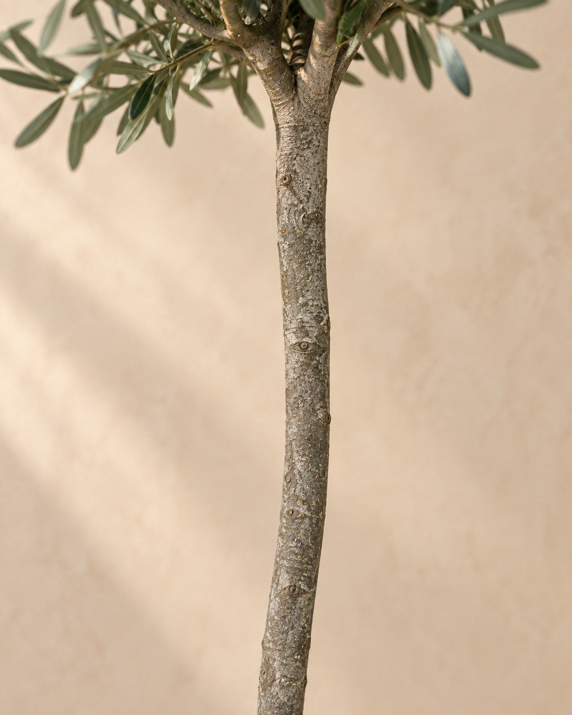 Primer plano del tronco de Olea europaea