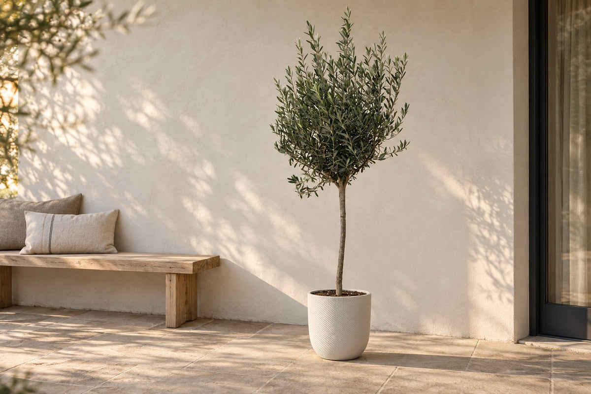 Olea europaea, 160 cm, en macetero Elho Jazz Round wit en una terraza