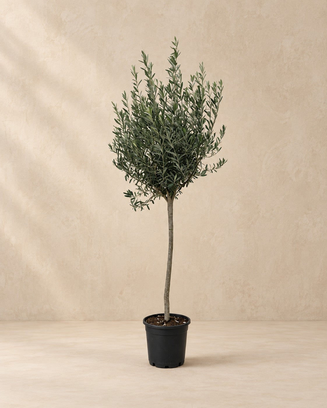 Olea europaea, 160 cm de altura en maceta de cultivo de 24 cm