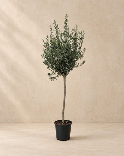 Olea europaea, 160 cm tall in a 24 cm nursery pot