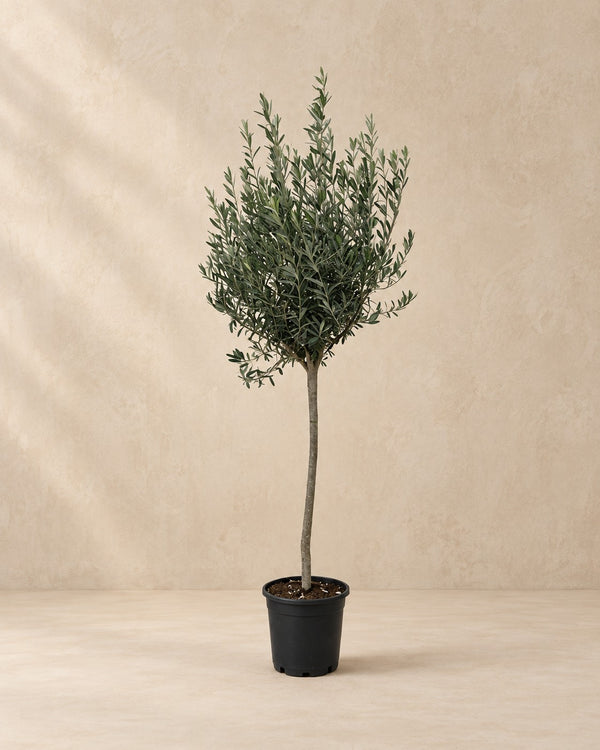 Olea europaea (olivo) en tronco 160 cm de altura, maceta ø24 cm