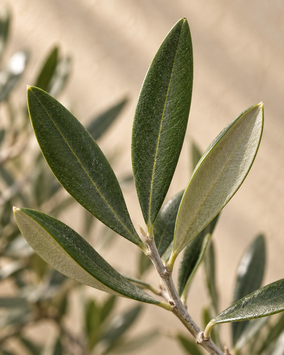 Close-up van het blad van de Olea europaea