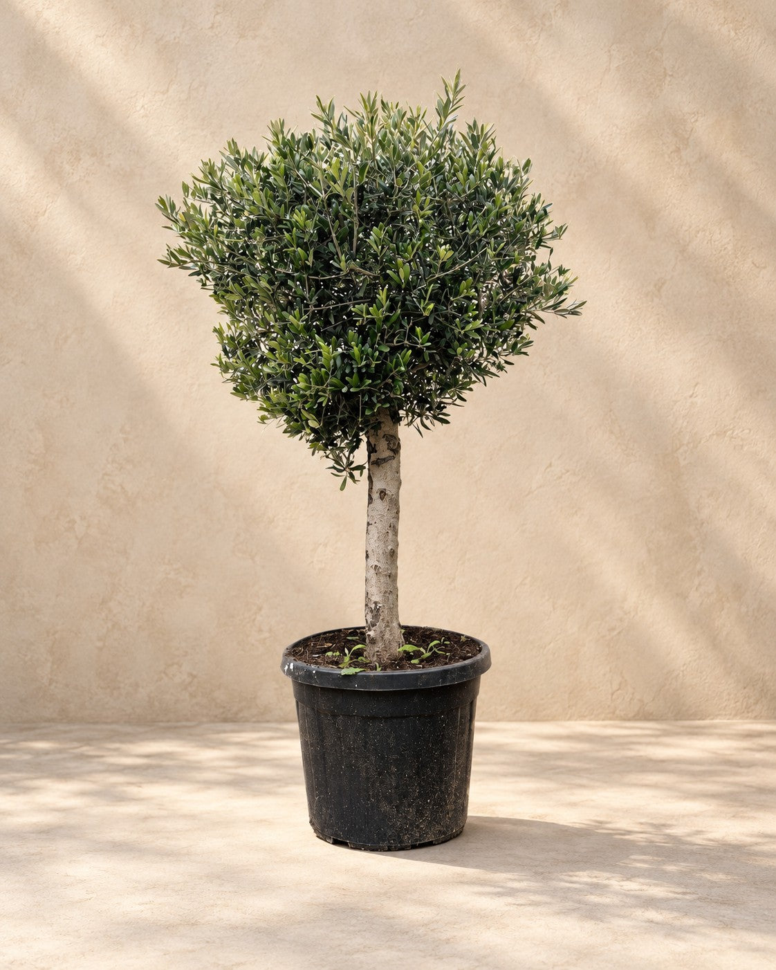 Olea europaea van 180 cm hoog in kweekpot van 50 cm