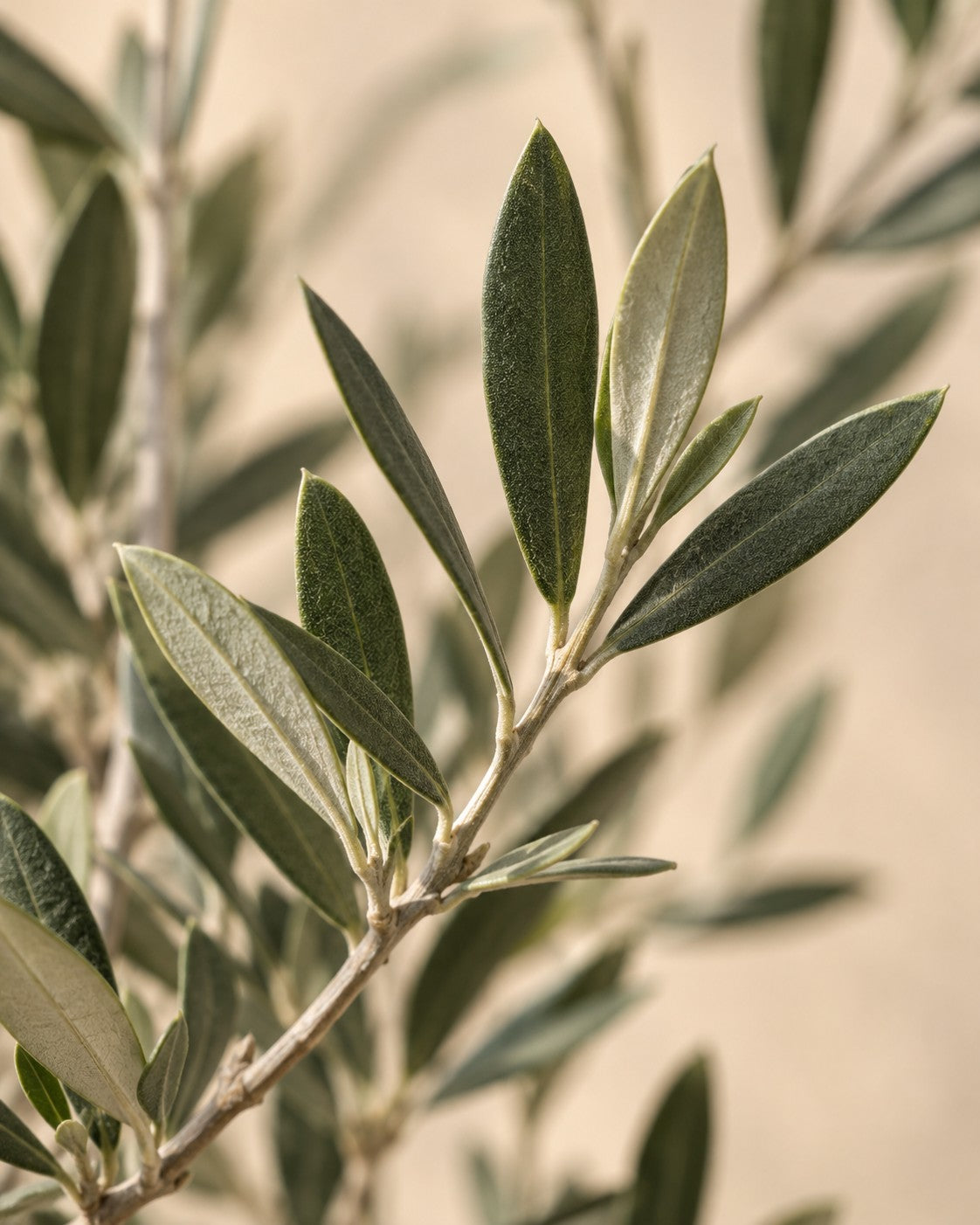 Close-up van het blad van de Olea europaea