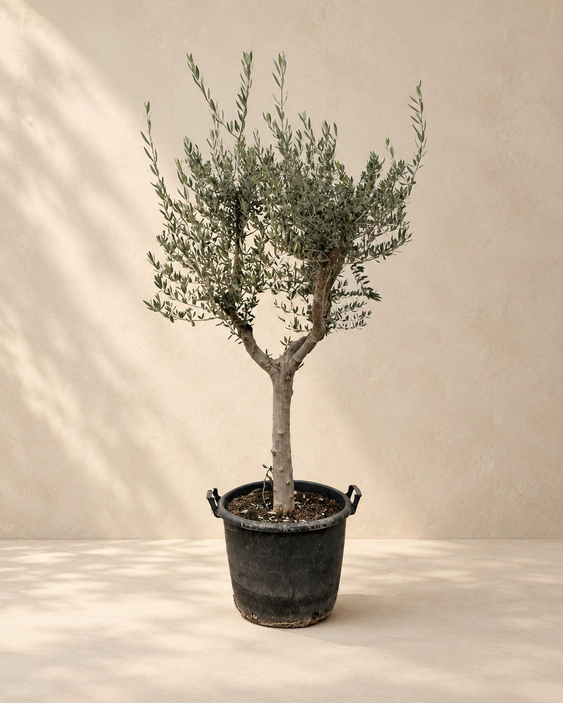 Olea europaea van 230 cm hoog in kweekpot van 45 cm