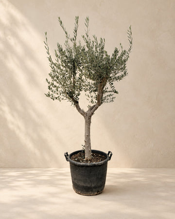 Olea Europaea (olivo)