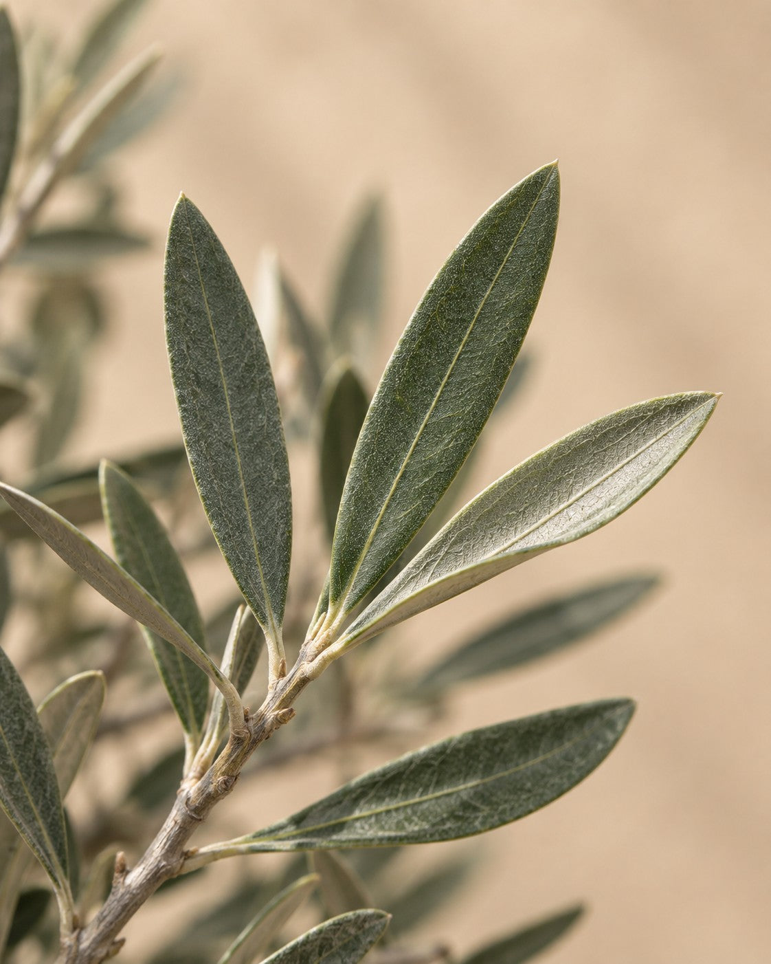 Primer plano de las hojas de Olea europaea