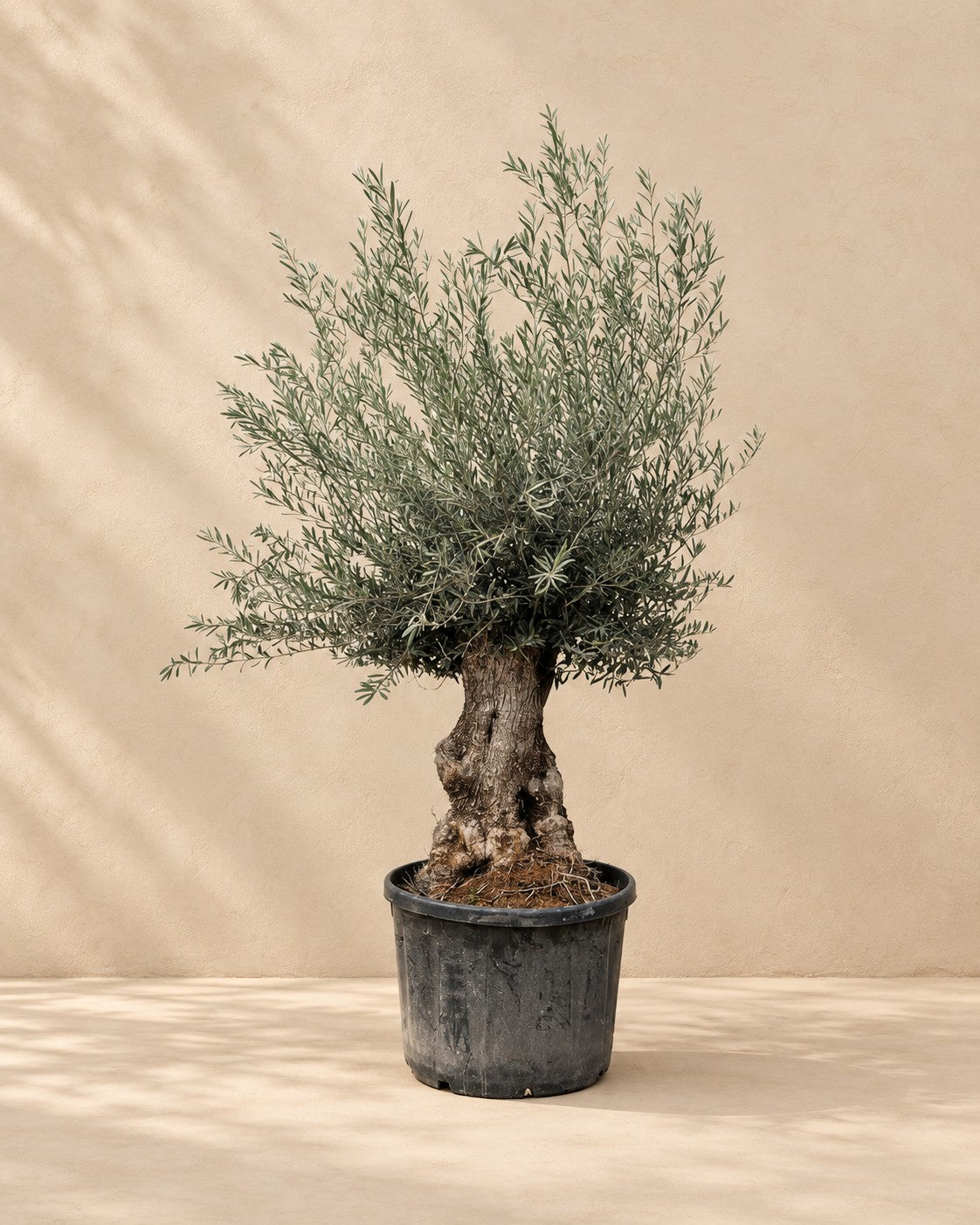 Olea europaea, 270 cm de altura en maceta de cultivo de 80 cm