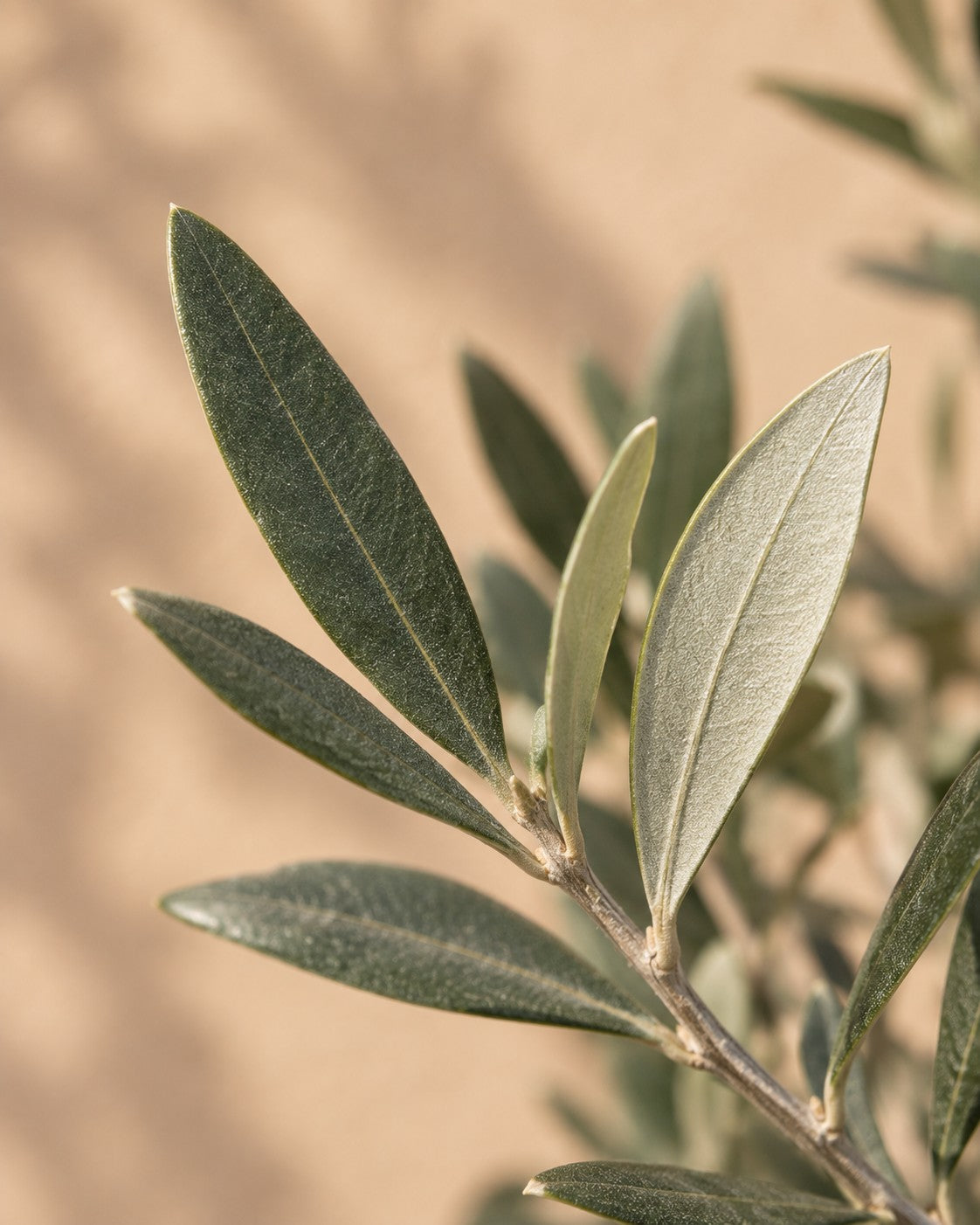 Primer plano de las hojas de Olea europaea arbusto