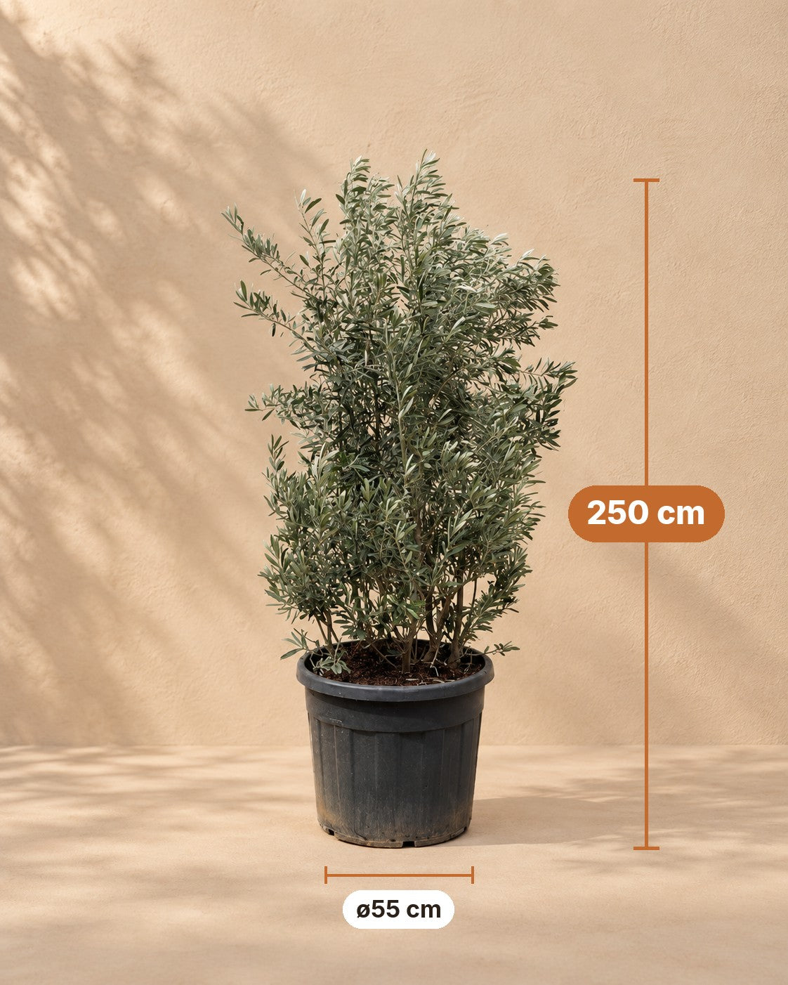Dimensions Arbuste Olea Europaea : 250 cm de haut, pot ø55 cm