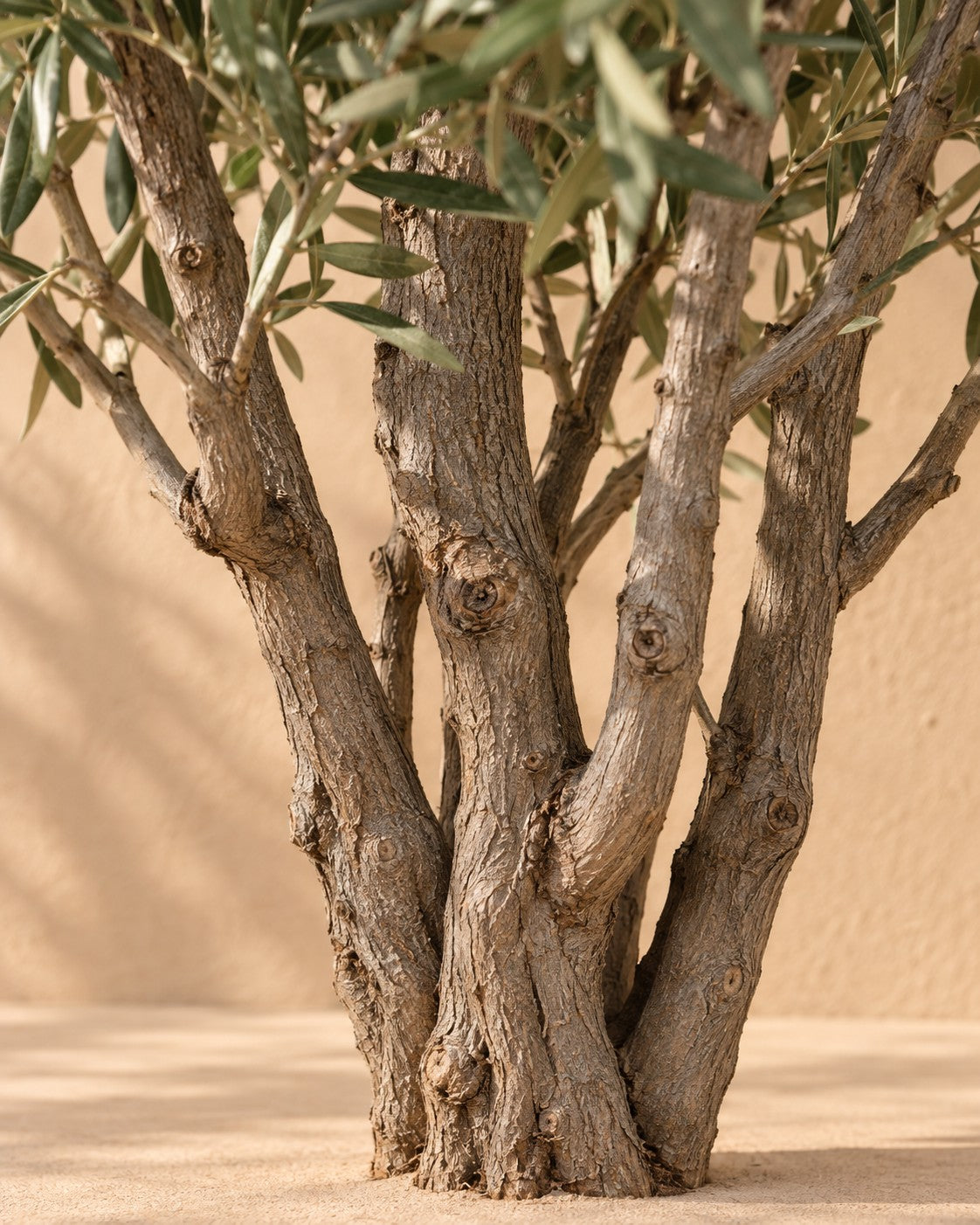 Gros plan sur le tronc de Arbuste Olea Europaea