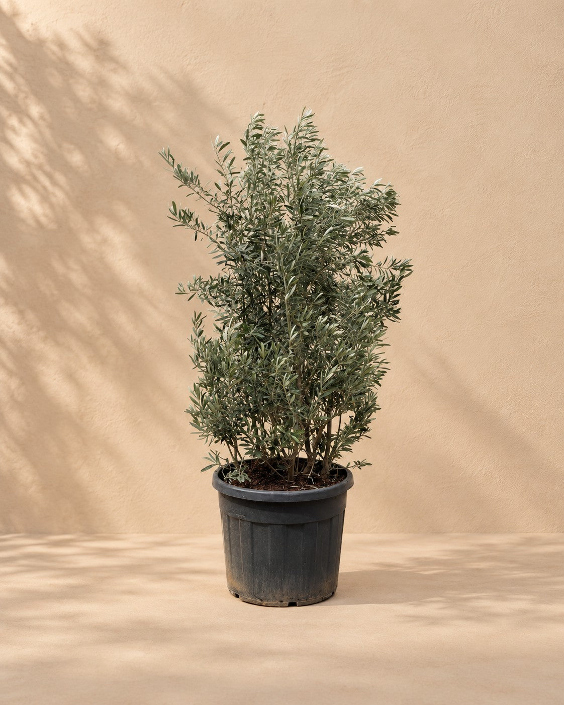 Olea europaea arbusto, 250 cm de altura en maceta de cultivo de 55 cm