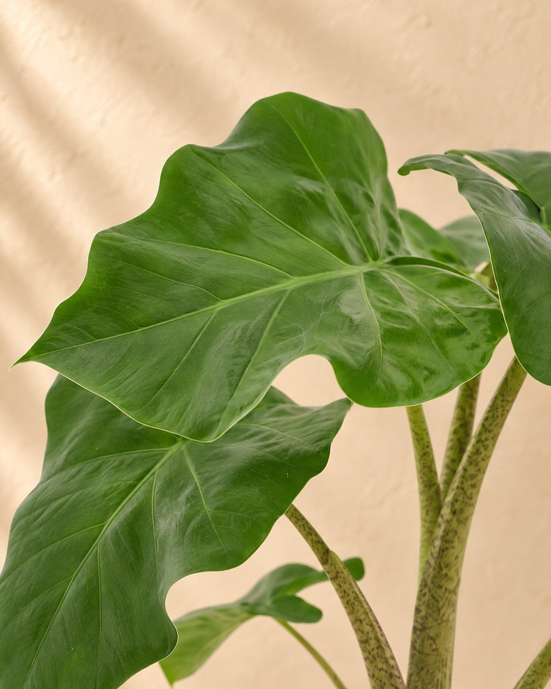 Närbild på bladen hos Elefantöra (Alocasia 'Low Rider')