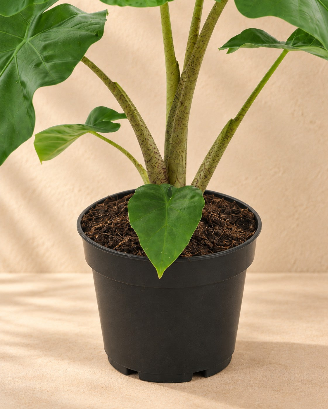 Nederste del af Elefantøre (Alocasia 'Low Rider') med dyrkningspotten