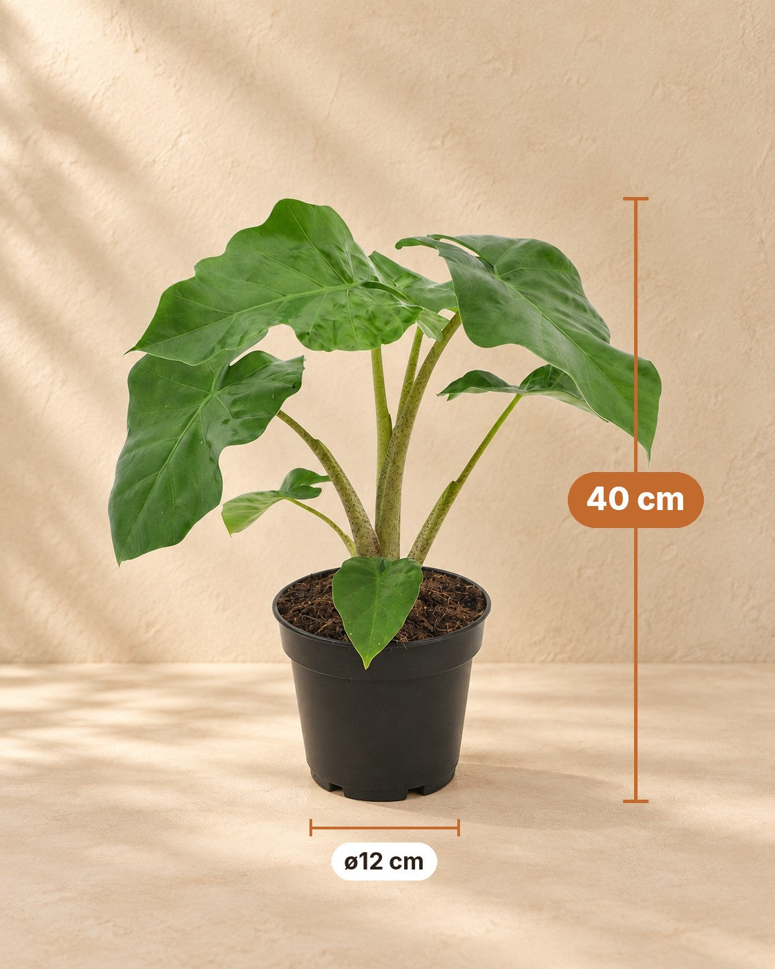 Mål Elefantøre: 40 cm høj, potte ø12 cm