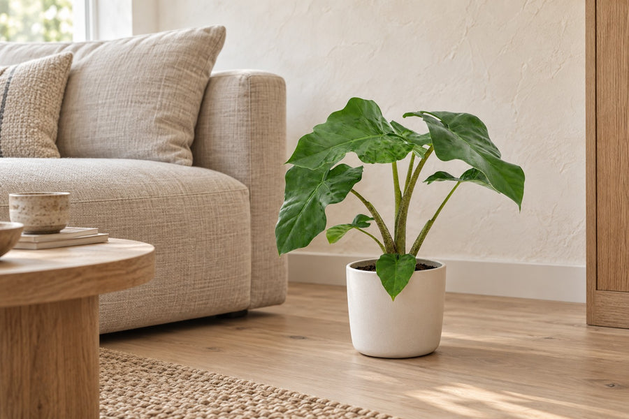 Elefantøre (Alocasia 'Low Rider') 40 cm høj, potte ø12 cm