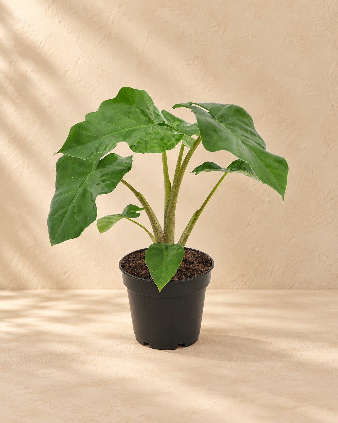 Elefantöra (Alocasia 'Low Rider'), 40 cm hög i en 12 cm odlingskruka