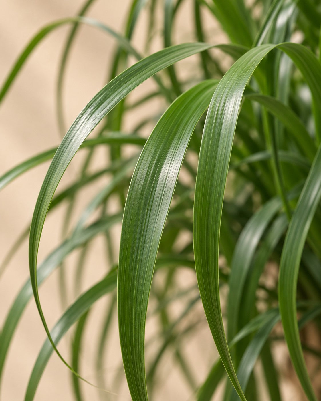 Close-up van het blad van de Olifantsvoet multi stam (Beaucarnea recurvata)