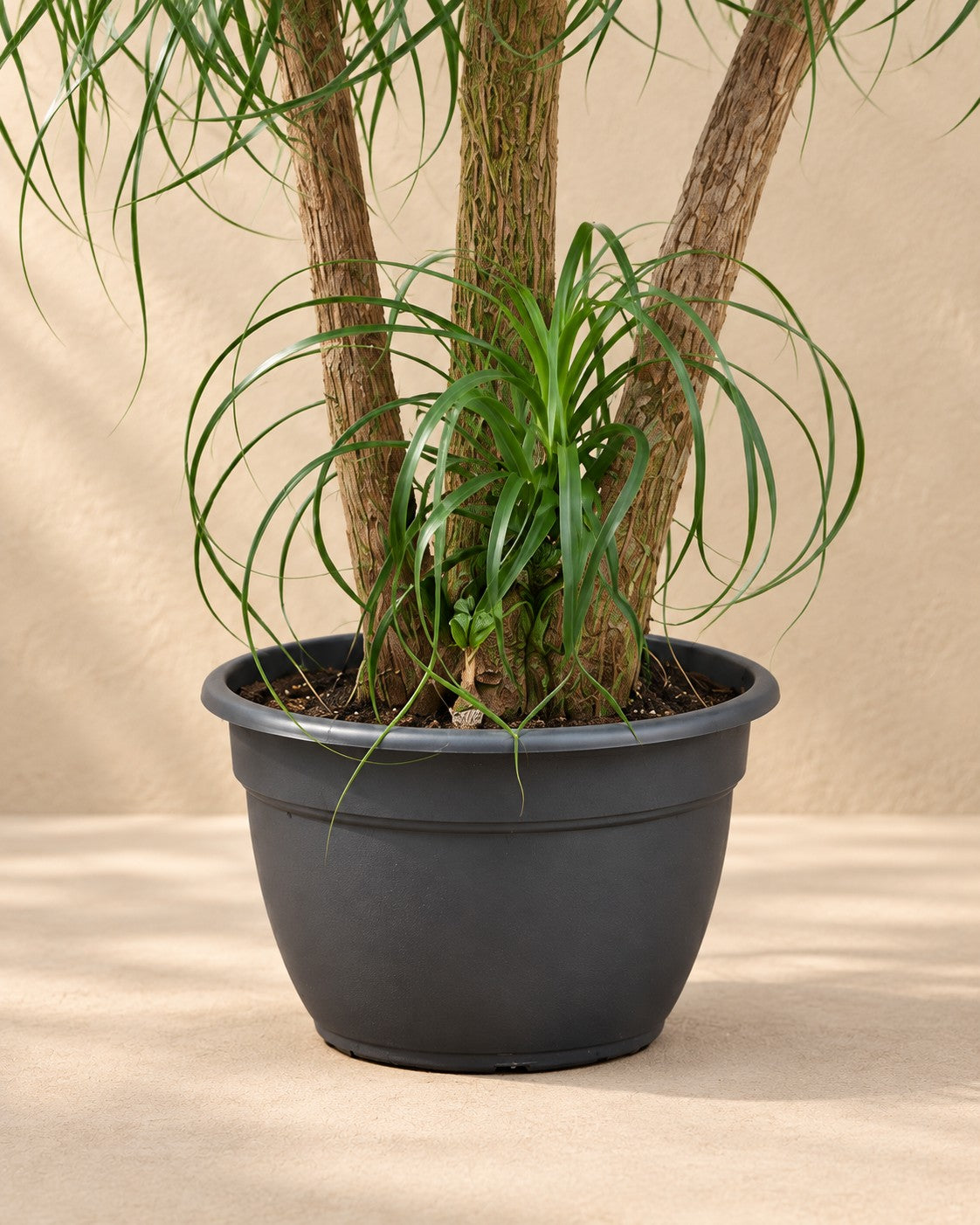 Partie basse de Tronc multiple pied d'éléphant (Beaucarnea recurvata) avec son pot de culture