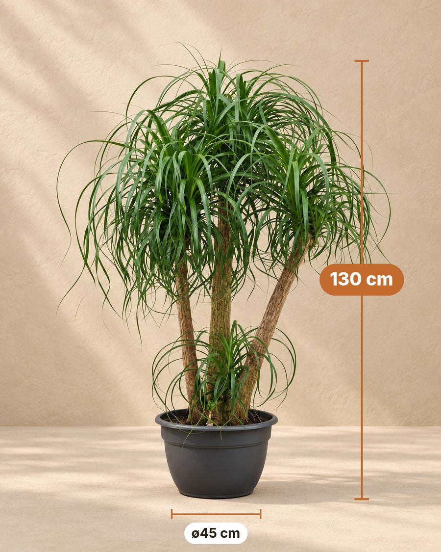 Tronc multiple pied d'éléphant (Beaucarnea recurvata) 130 cm de haut