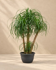 Tronc multiple pied d'éléphant (Beaucarnea recurvata), 130 cm de haut en pot de culture de 45 cm