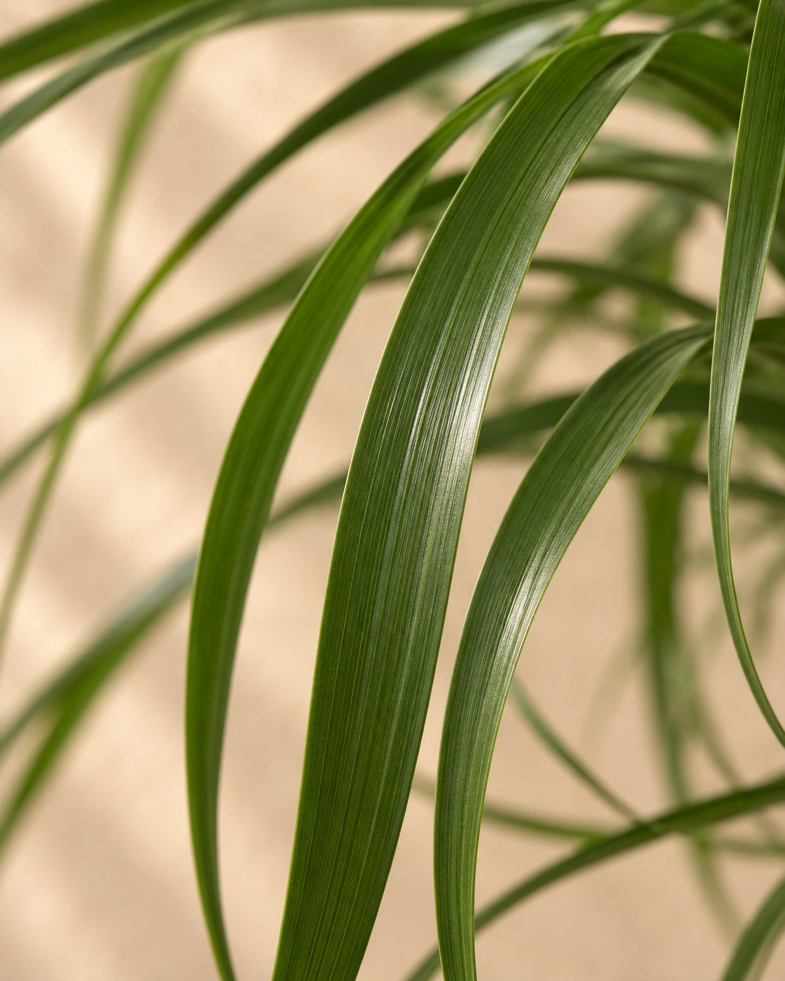 Close-up van het blad van de Olifantsvoet XXL (Beaucarnea recurvata)