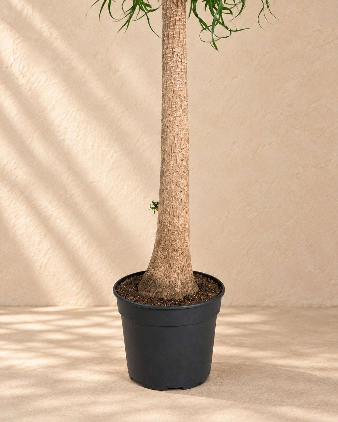 Partie basse de Pied d'éléphant XXL (Beaucarnea recurvata) avec son pot de culture